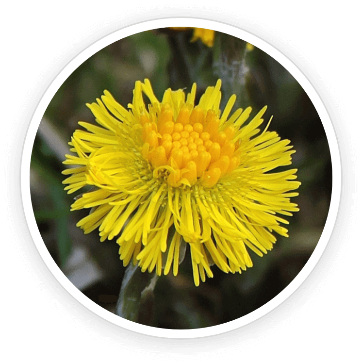 coltsfoot extract